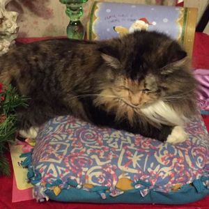 Meet your Posher, Bobbie